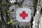 Emblema di Croce Rossa dipinto sulla corteccia di un albero